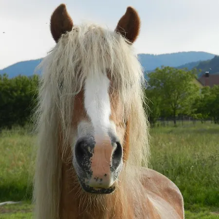 アパート Gite Autonome, La Grange A Foin, Piscine ! *