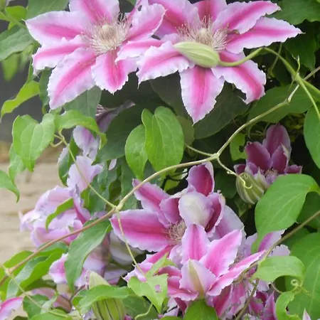 アパート Gite Autonome, La Grange A Foin, Piscine ! *